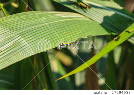 Grasshopper perching on a leaf 17694958