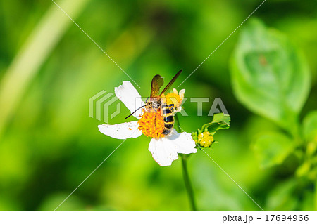 bee sitting on wild flower bee sitting on wild flower 17694966