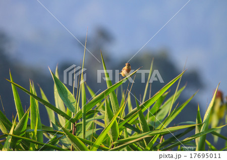 Stonechat female in nature Stonechat female in nature 17695011