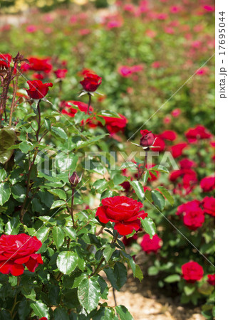 バラ園(フランソワ ラブレー) バラ園(フランソワ ラブレー) 17695044