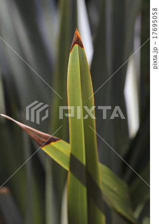 ニューサイランの葉 ニューサイランの葉 17695058