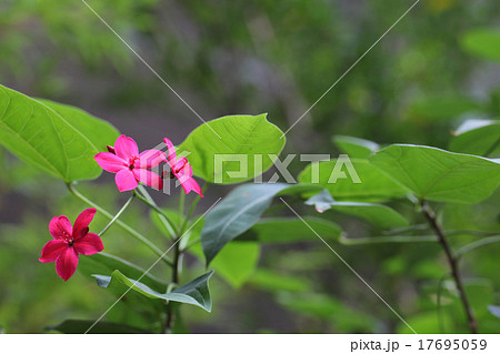 テイキンザクラの花 テイキンザクラの花 17695059