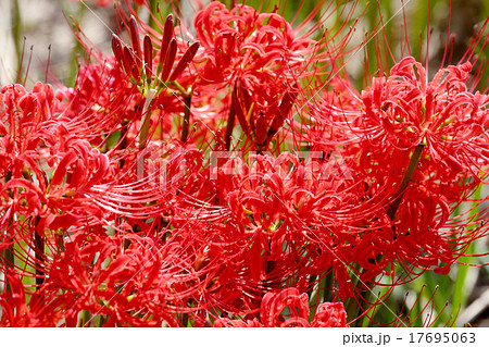 彼岸花 17695063