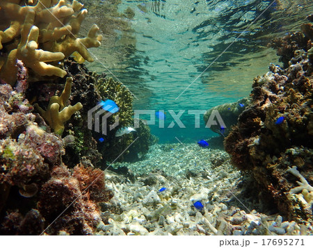 ルリスズメダイ 17695271