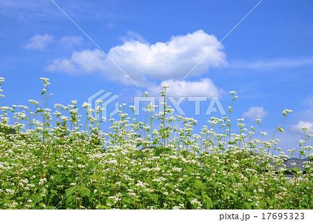 蕎麦の花 蕎麦の花 17695323