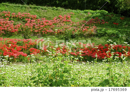 蕎麦の花 蕎麦の花 17695369