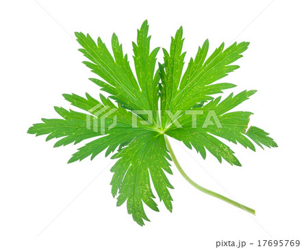 Globe-flower leaf 17695769