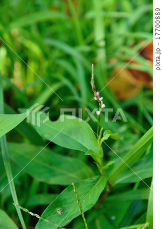 植物:ハナタデ タデ科 植物:ハナタデ タデ科 17700889