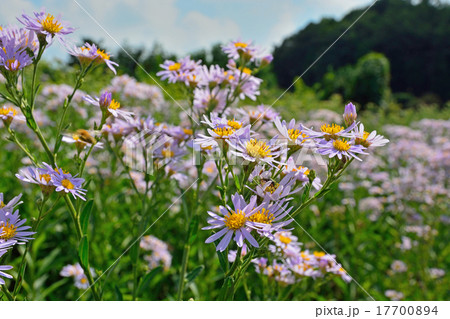 植物：シオン　キク科 17700894