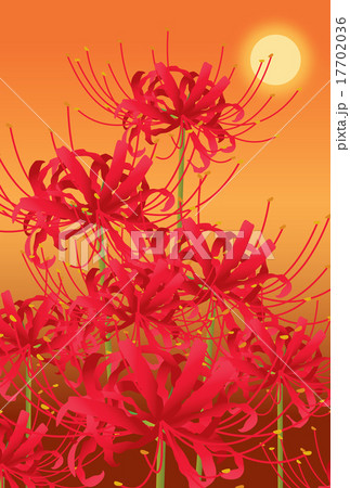 彼岸花 17702036
