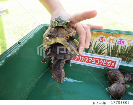 大中小重なるカメ 17703305