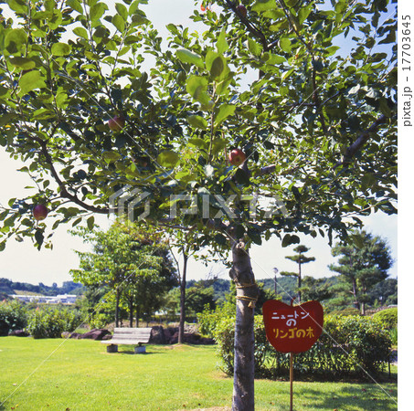 ニュートンのリンゴの木 ニュートンのリンゴの木 17703645