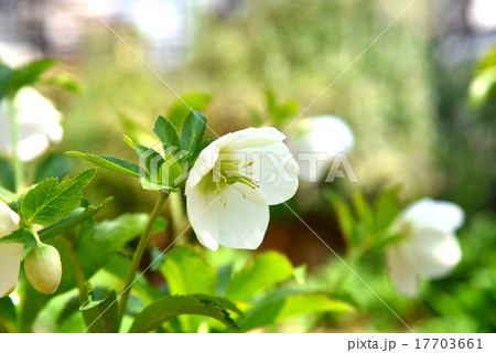 クリスマスローズの花005 17703661
