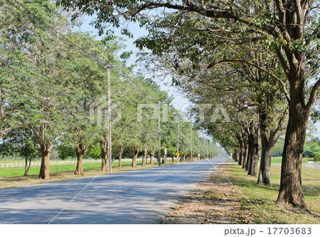 Road along with trees 17703683