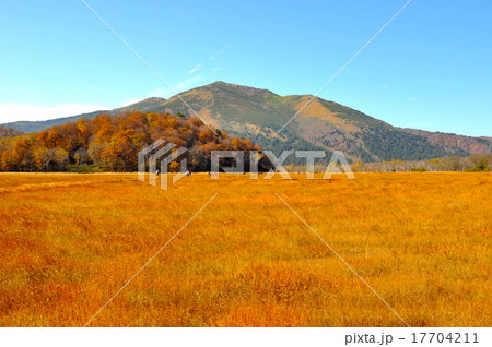 草紅葉の尾瀬 草紅葉の尾瀬 17704211