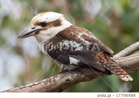 Kookaburra Australia laughing bird portrait 17706988