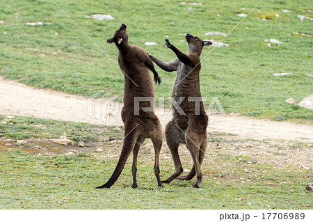 Two Male Kangaroo while fighting Two Male Kangaroo while fighting 17706989