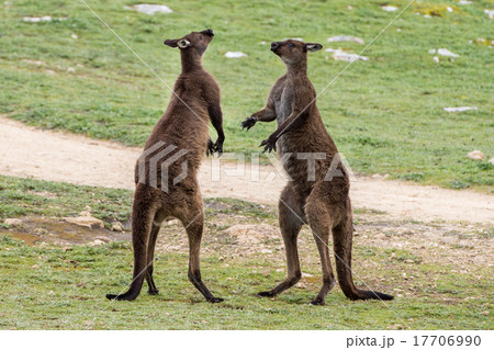 Two Male Kangaroo while fighting Two Male Kangaroo while fighting 17706990
