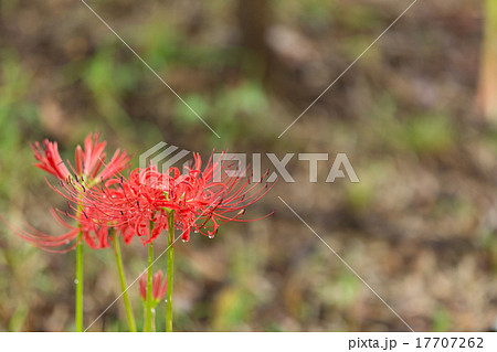 彼岸花 17707262