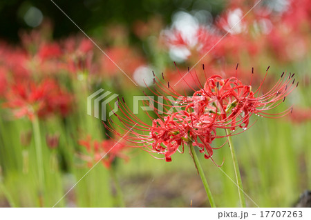 彼岸花 17707263