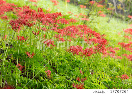 彼岸花 彼岸花 17707264