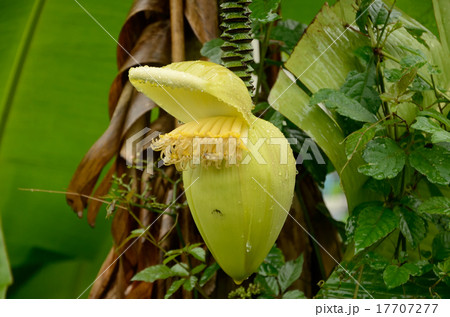バショウ・芭蕉の雄花 17707277