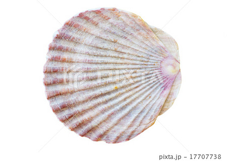 shell shell 17707738