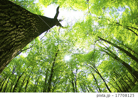 green forest 17708125