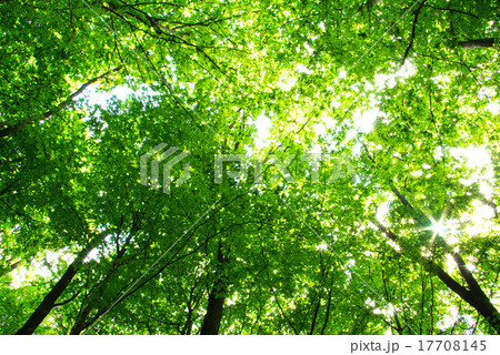 green forest 17708145
