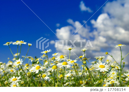 camomiles on cloudy sky 17708154