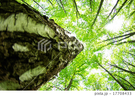 green tree green tree 17708433