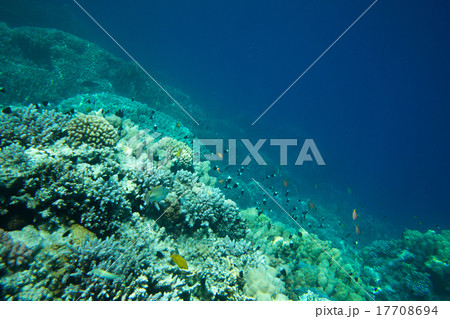 Coral reef Coral reef 17708694
