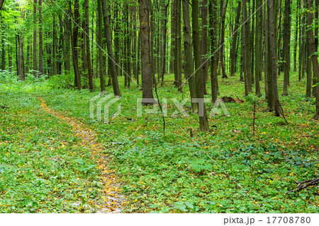 forest trees forest trees 17708780