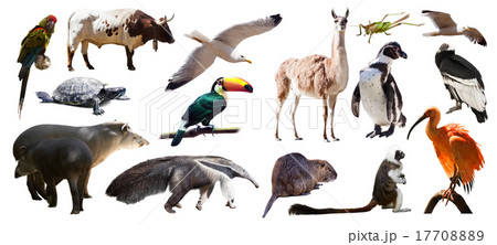 Set of South American animals. Isolated over white 17708889