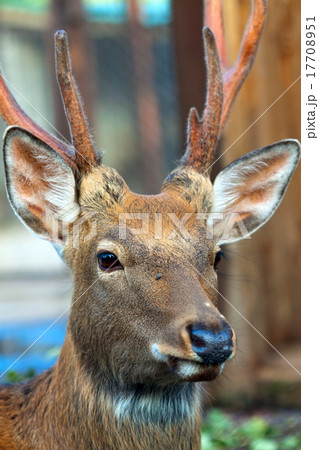 Head of Sika deer 17708951