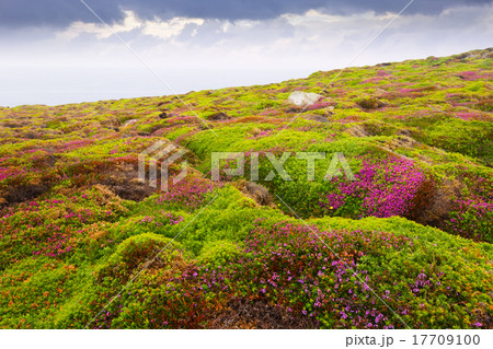 heath plant heath plant 17709100