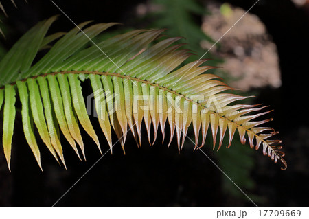 ソテツワラビの葉 17709669