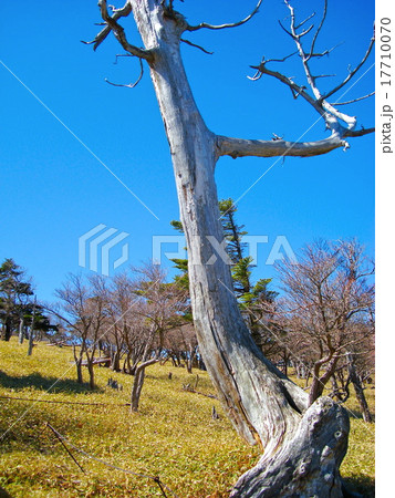 すばらしい晴天の大台ケ原/2 すばらしい晴天の大台ケ原/2 17710070