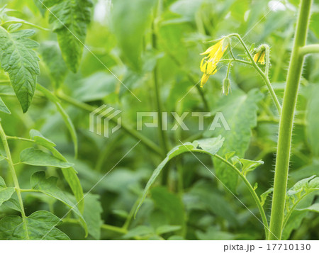 トマトの花 トマトの花 17710130