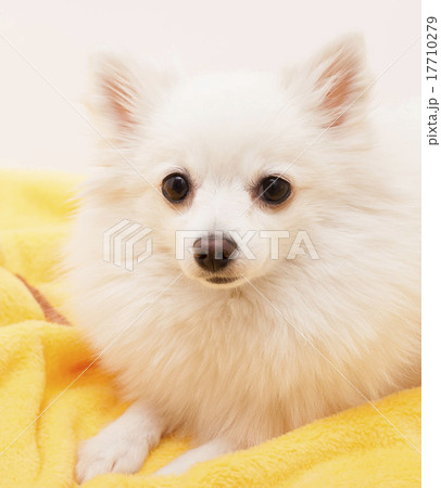 White German Spitz Small   17710279