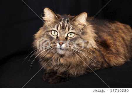 Beautiful cat lies on a black background. 17710280