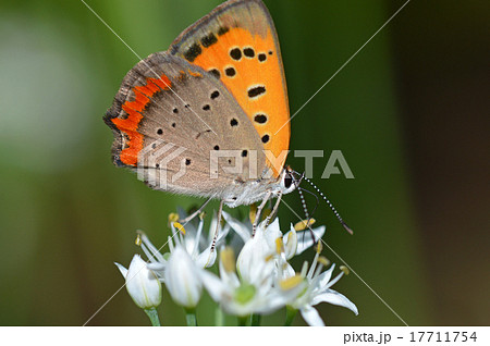 ニラノハナとベニシジミ 17711754