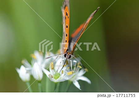 ニラノハナとベニシジミ 17711755