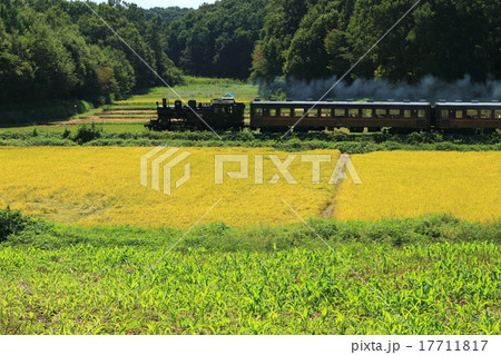 真岡鐵道「黄金色の田園風景とSLもおか号」 17711817