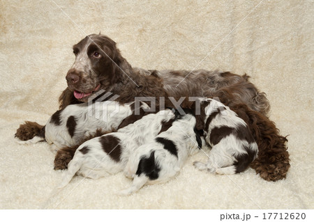 family of lying English Cocker Spaniel puppy family of lying English Cocker Spaniel puppy 17712620