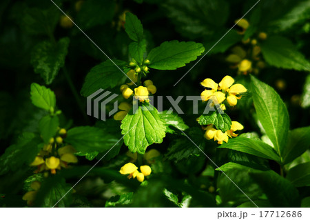 黄色いオドリコソウ 黄色いオドリコソウ 17712686