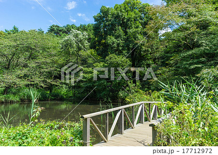 附属自然教育園　水生植物園 17712972