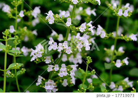 カラミンサ 17713073