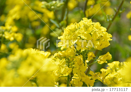 はなっこりー はなっこりー 17713117