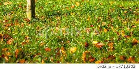 Orange autumn leaves on green grass Orange autumn leaves on green grass 17713202